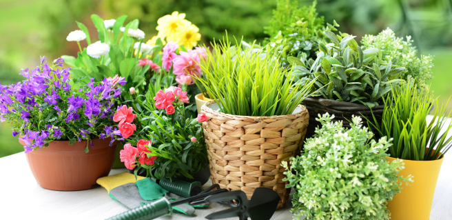 spring potted plants for spring cleaning prep