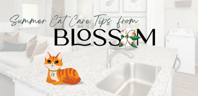 Blossom Pet Care Tips for the Summer